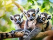 cute and funny lemurs propithecus verreauxi, animals in their natural habitat