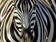 zebra in wildlife, animal portrait on zebra pattern with lines