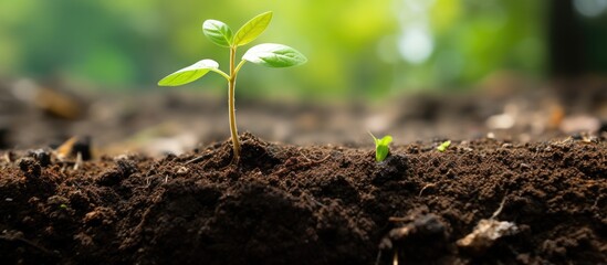 Wall Mural - A tiny green shoot emerging from soil