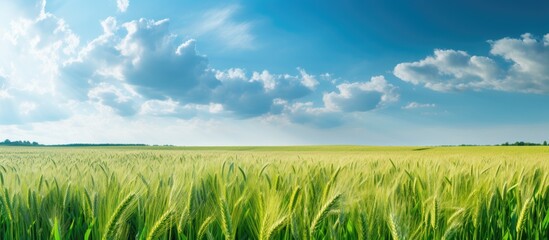 Wall Mural - Field of vibrant grass under clear blue sky