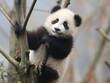 © mirifadapt - Chinese baby panda climbing in tree, panda baby animal