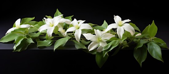 Poster - white flowers on black table with green leaves