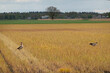 Two Egyptian geese foraging in a field, treated with glyphosate