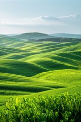 Poster - Green rolling hills of wheat field with blue sky and clouds in the background