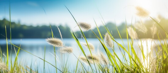 Canvas Print - Grass by Lake Under Blue Sky