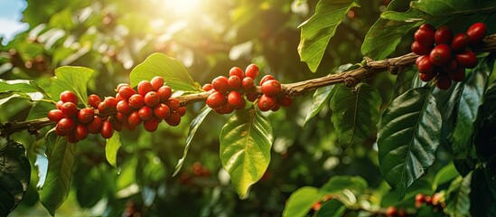 Canvas Print - Branch of coffee tree with ripe cherries