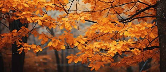 Canvas Print - Autumn tree with golden foliage up close