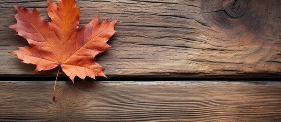 Wall Mural - Close-up of foliage on wooden surface