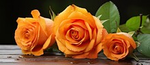 Three Orange Roses On Wooden Surface With Water Drops