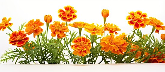 Wall Mural - Orange flowers in white vase on table