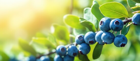 Canvas Print - Blueberries hanging from branches