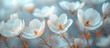 White flower blossom meadow, garden. Summer flower banner, background, wallpaper. Springtime nature theme. Blue and white neutral colors. 	
