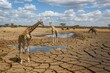 Drought-stricken Savannah: Giraffes struggling to find water amidst dried-up watering holes and wilted vegetation