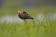 Rycyk black-tailed godwit, limosa limosa