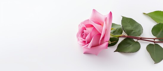 Wall Mural - Pink rose on white surface