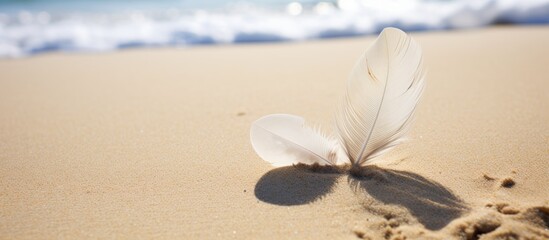 Wall Mural - Feather lying on sandy beach with ocean waves