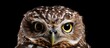 Owl with piercing yellow eyes against dark backdrop