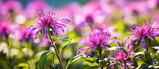 Poster - Purple flowers among green leaves in a vibrant field