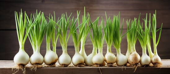 Wall Mural - Row of onions with verdant shoots