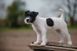 hübsche Person Jack Russel Terrier Hündin, kleiner Welpe erkundet die Welt, schwarz weiß britische Hunderasse