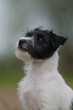 hübsche Person Jack Russel Terrier Hündin, kleiner Welpe erkundet die Welt, schwarz weiß britische Hunderasse