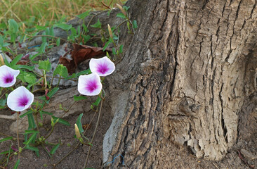 Wall Mural - beautiful white and purple morning glory flowers blooming under a big tree