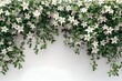 Lush Jasmine Vine Crawling Up a White Wall with Delicate White Blooms