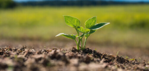 Amidst the beauty of the countryside, a young Withania plant can be seen growing in a field, exemplifying their dicotyledonous traits