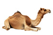 Graceful Camel in Repose on Clean White Backdrop