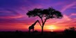 A solitary giraffe eating from an acacia tree, its silhouette a stark contrast against the expansive savanna and the purple and orange sky of dusk.