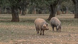 Pig cattle, Iberian pig in the pasture