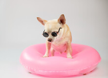 Cute Brown Short Hair Chihuahua Dog Wearing Sunglasses Standing In Pink  Swimming Ring, Isolated On White Background.