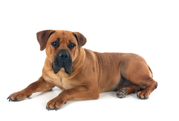 Canvas Print - African boerboel in studio