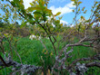 Kwitnąca Borówka amerykańska w ekologicznej uprawie. Obecność porostów na gałązkach borówki świadczy o nieskarzonej glebie i czydtm powietrzu. Porosty nie tolerują środków ochrony roślin, ich obecnośc