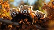 A group of red pandas peacefully sitting on top of a tall tree in the forest