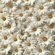 Fondo con detalle y textura de multitud de flores margaritas