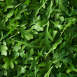 Fondo con detalle y textura de multitud de hojas de rucula fresca