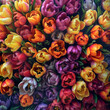 Fondo con detalle y textura de multitud de tulipanes de colores