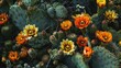Vibrant Orange Cactus Flowers Standing Out in Lush Green Field of Plants