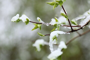 Wall Mural - newly blooming leaves of grass covered with snow after a natural disaster in the spring