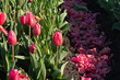 Cultivation of tulip bulbs, flower heads have been cut off