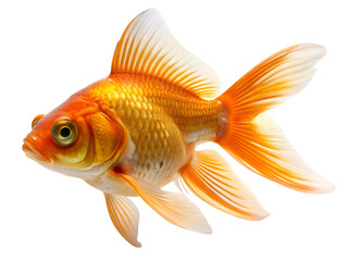 gold fish isolated on transparent background. AI Generative