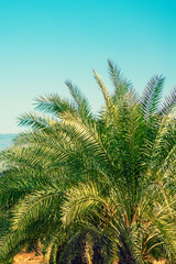 Wall Mural - Palm tree leaves against blue sky. Tropical nature background Vertical image