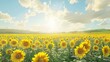 A sunlit field of sunflowers