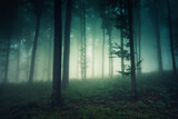 Fototapeta Natura - dark fantasy woods landscape in fog