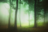 Fototapeta Tęcza - magical green forest in the morning