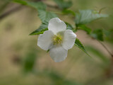 Fototapeta  - 美しいシロヤマブキの花