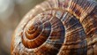 Macro shot of a snail s shell