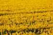 Selective focus rows of colorful yellow flowers in the field, Nature floral background, Tulips from a genus of spring-blooming perennial herbaceous bulbiferous geophytes, Tulip festival in Netherlands