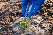 © Vitalii - Person in blue medical glove fertilizing the young just planted strawberry sprouse, close up. Enriching the soil with useful components, spring work of gardener